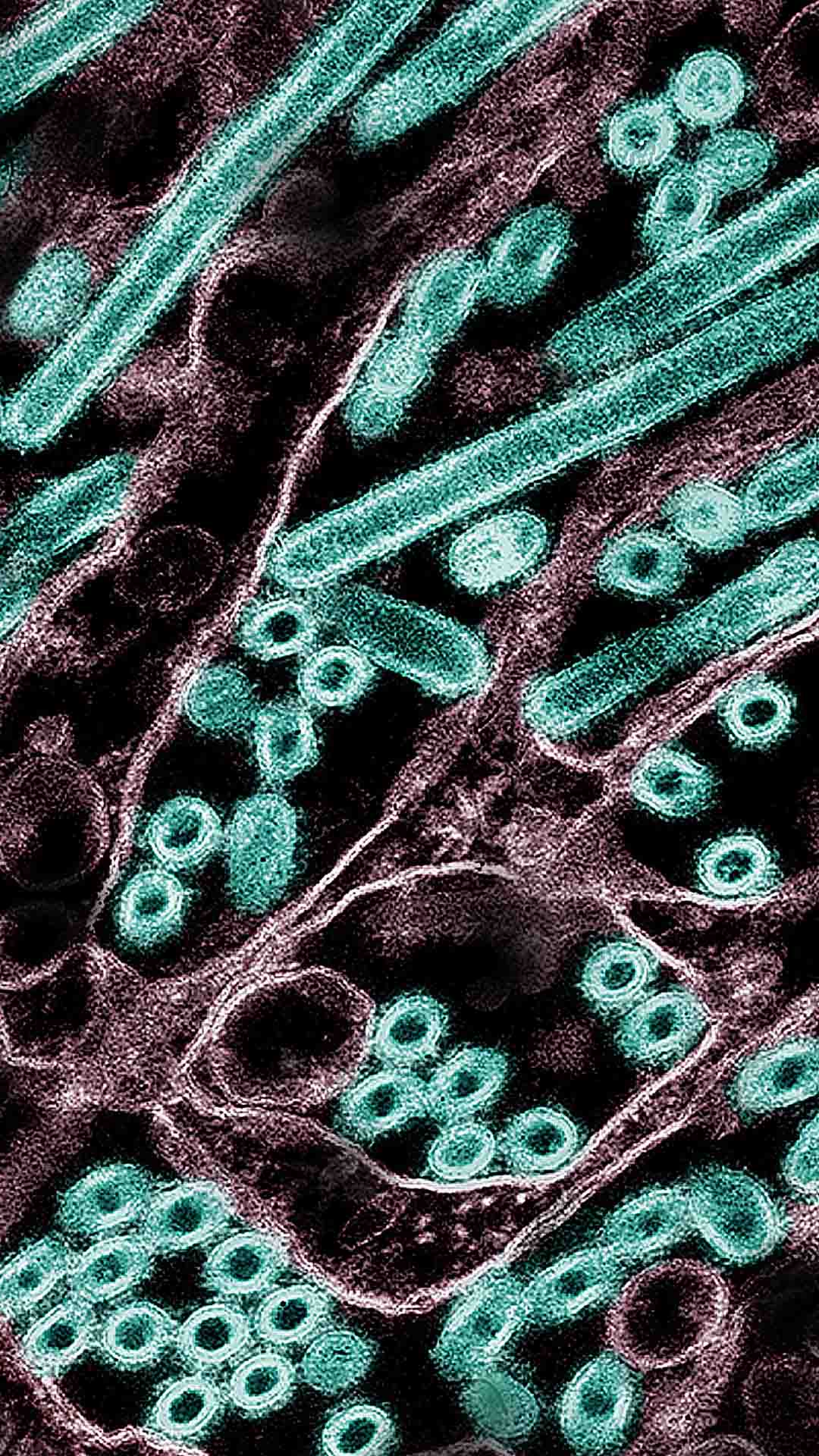 Para entender la influenza aviar